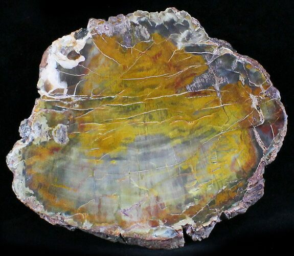 Petrified Wood Slab - Grassy Mountain, Oregon #24217